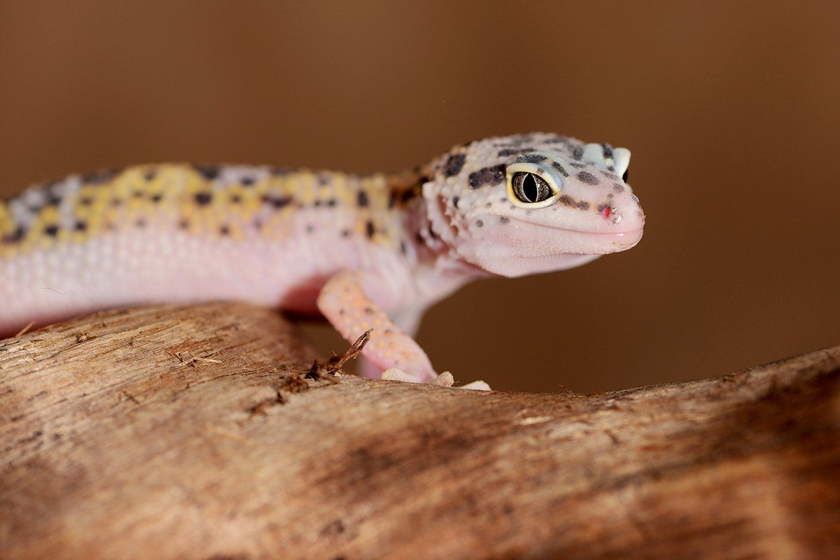Зүүдэндээ gecko харах нь сайн шинж тэмдэг мөн үү?