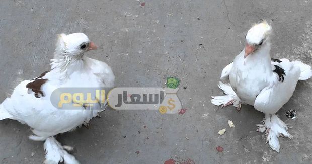أسعار الحمام 2018