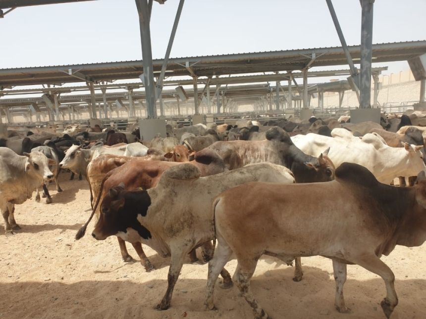 استيراد الماشية من 14 دولة لتلبية الطلبات - اليوم