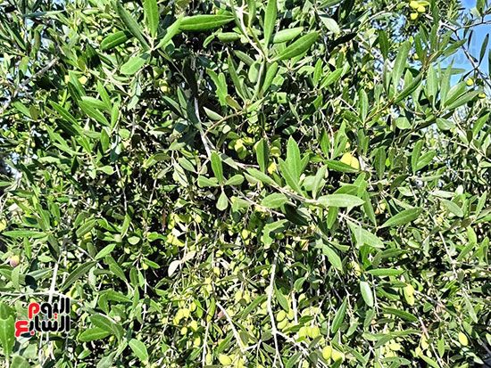 جانب-من-المزارع جانب-من-المزارع