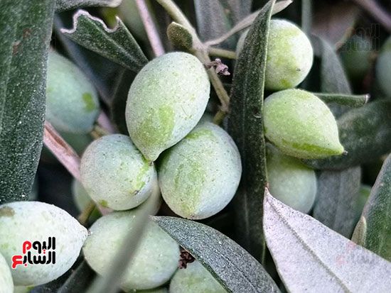 الحبوب-الخضراء الحبوب-الخضراء