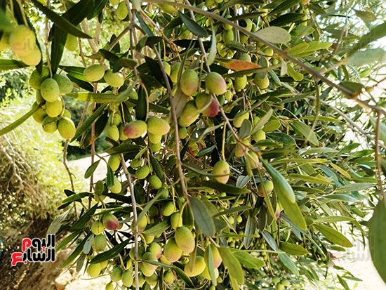 ثروة-زراعية ثروة-زراعية