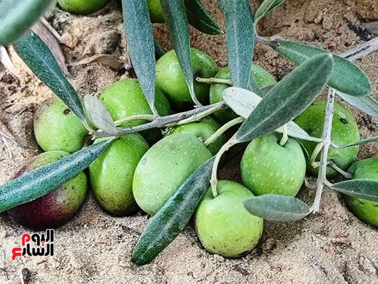 حبوب-الخضراء حبوب-الخضراء