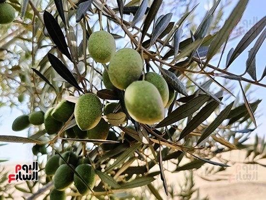 فى-انتظار-القطف فى-انتظار-القطف