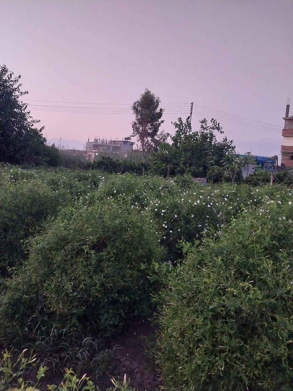 أشجار الياسمين أشجار الياسمين