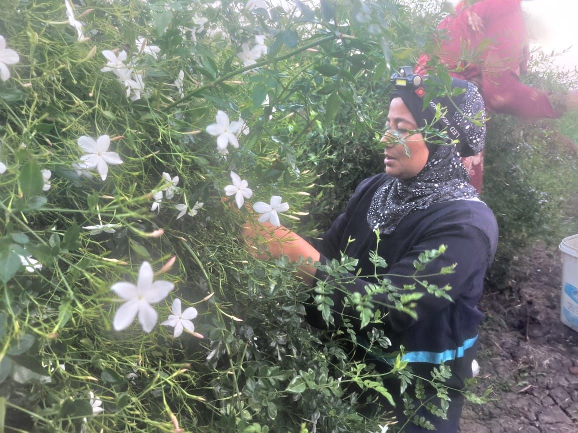 سيدة تجمع الياسمين سيدة تجمع الياسمين