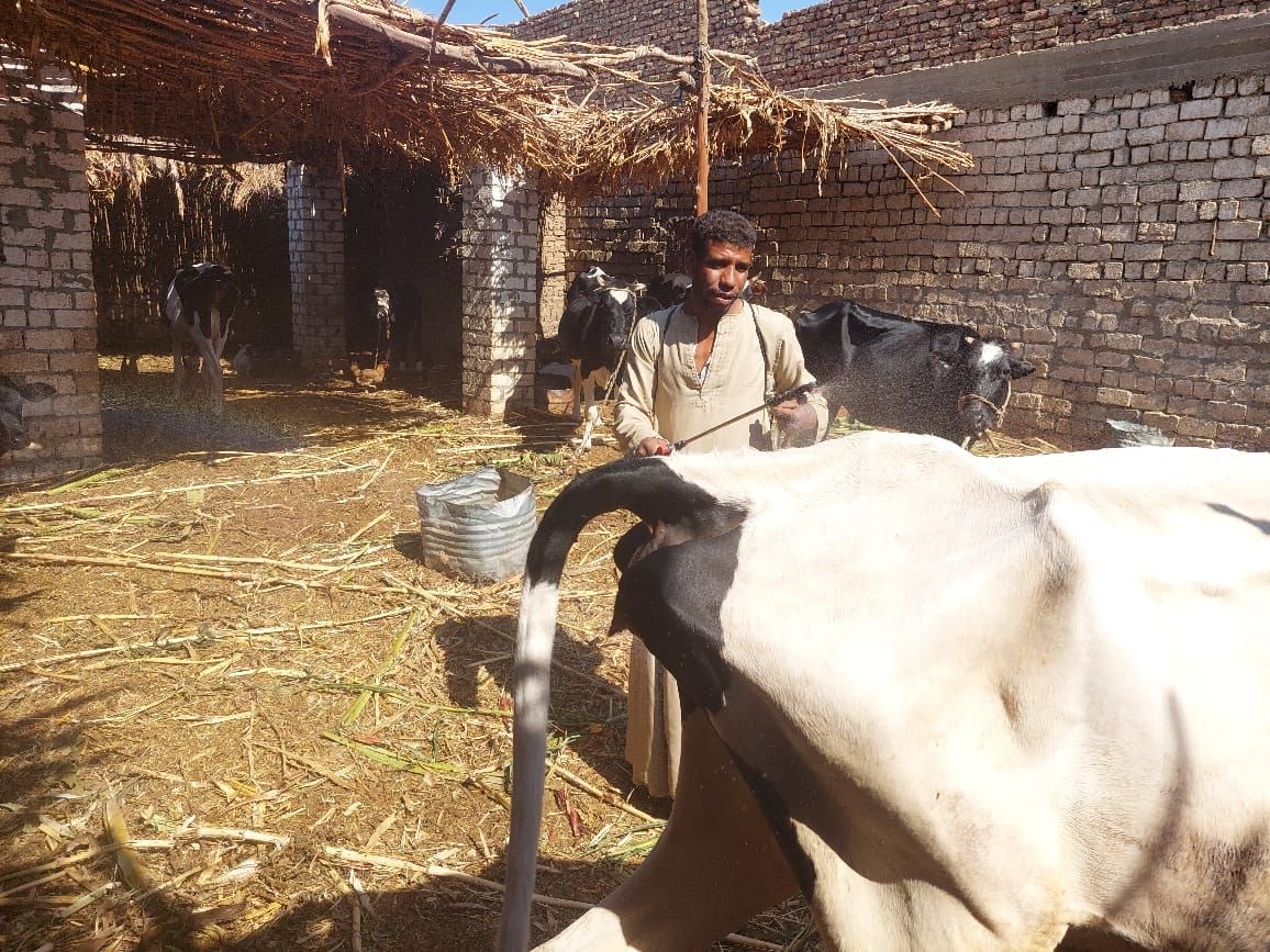 جانب من رش وتجريع الماشية خلال فعاليات القوافل البيطرية جانب من رش وتجريع الماشية خلال فعاليات القوافل البيطرية