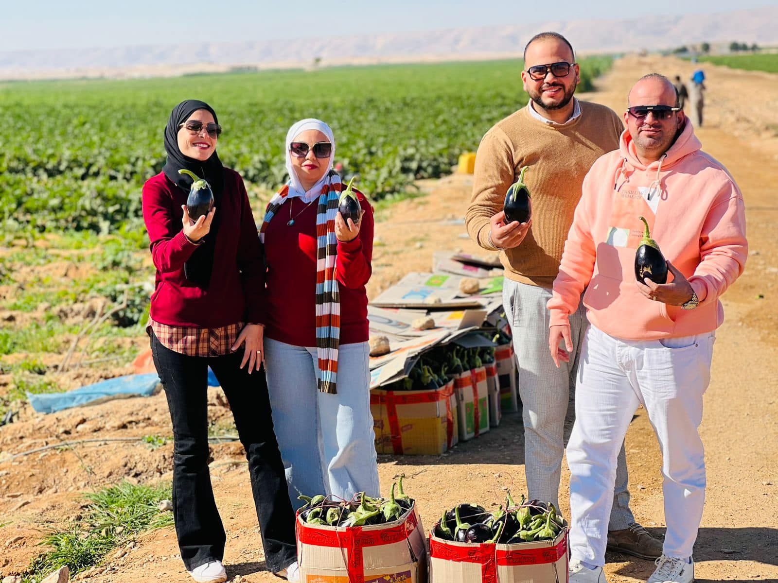 فرحة الشباب بحصاد الباذنجان فى جبال الأقصر فرحة الشباب بحصاد الباذنجان فى جبال الأقصر