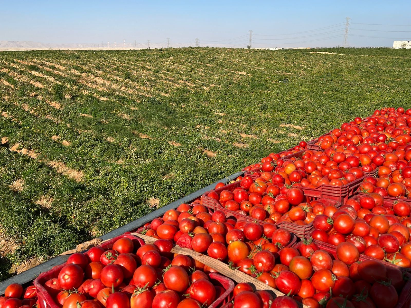 الطماطم تحول صحراء الأقصر للون الأخضر الطماطم تحول صحراء الأقصر للون الأخضر