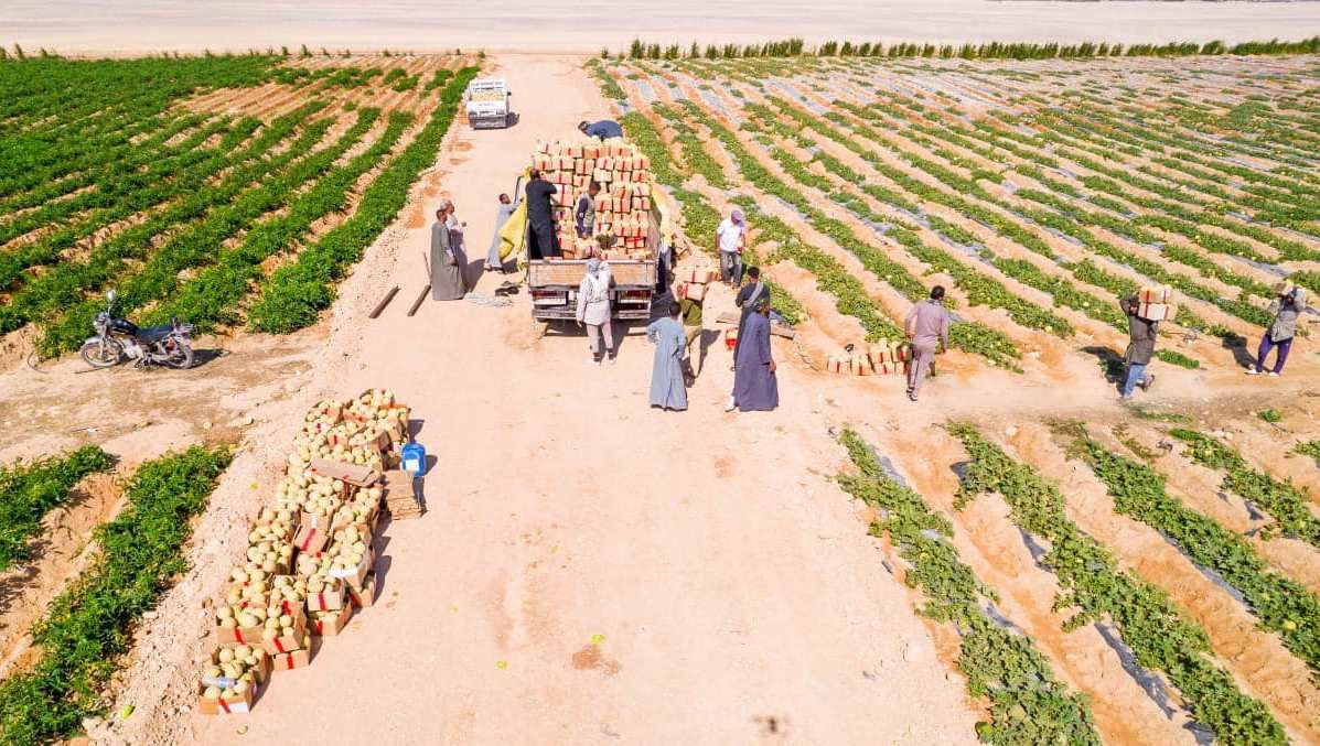 المزارعين خلال فرحة حصاد الكنتالوب بالأقصر المزارعين خلال فرحة حصاد الكنتالوب بالأقصر