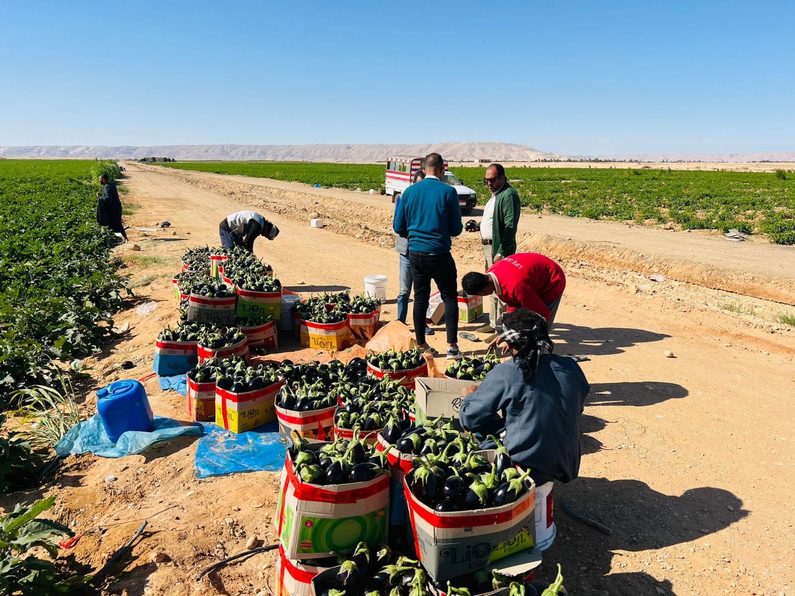 جانب من حصاد الباذنجان فى مزارع الجبال بالأقصر جانب من حصاد الباذنجان فى مزارع الجبال بالأقصر