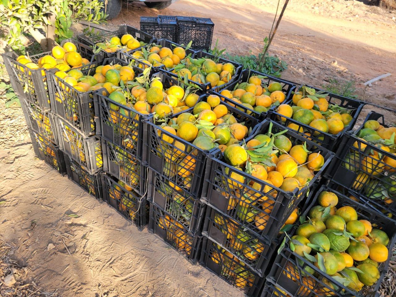 خروج اليوسفي من مزارع جبال غرب الأقصر خروج اليوسفي من مزارع جبال غرب الأقصر