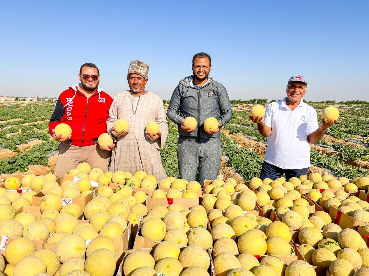 المزارعين خلال موسم حصاد الكنتالبوب المزارعين خلال موسم حصاد الكنتالبوب