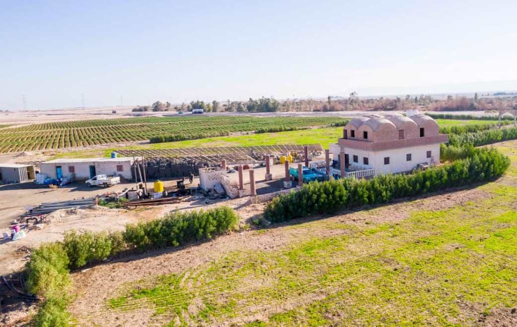 العمل فى موسم حصاد الكنتالوب بالأقصر العمل فى موسم حصاد الكنتالوب بالأقصر