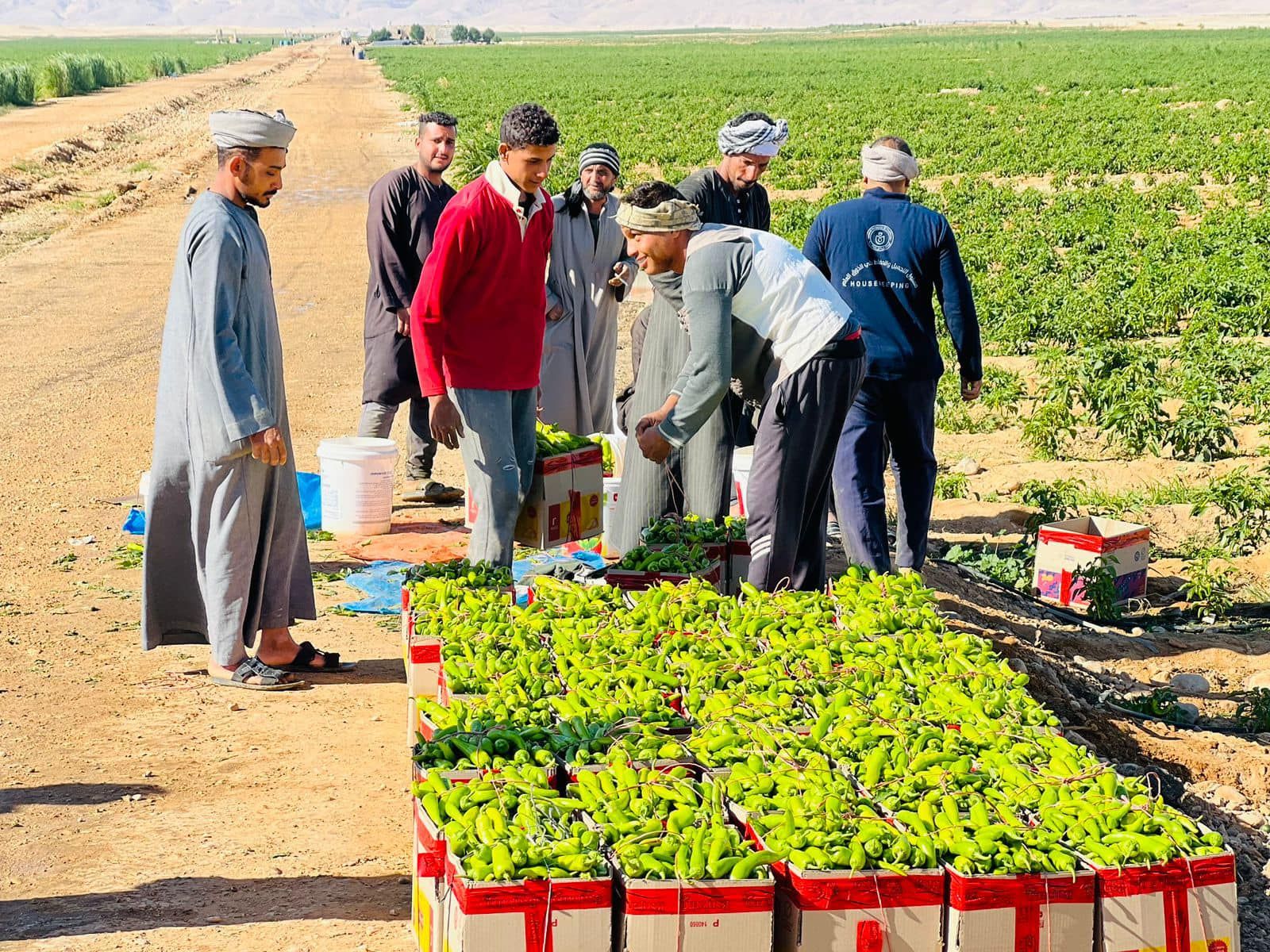جانب من حصاد الفلفل الأخضر فى مزارع الأقصر جانب من حصاد الفلفل الأخضر فى مزارع الأقصر