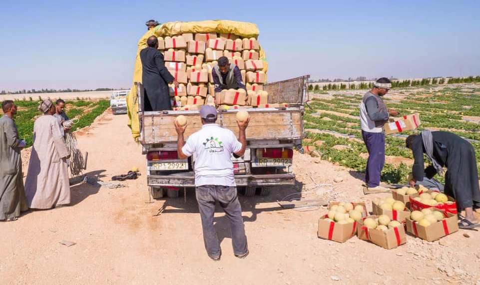 موسم حصاد الكنتالوب فى جبال غرب الاقصر موسم حصاد الكنتالوب فى جبال غرب الاقصر