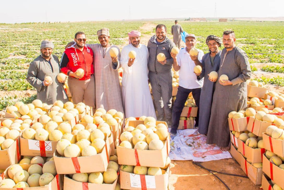 مزارعين الأقصر خلال موسم حصاد الكنتالوب مزارعين الأقصر خلال موسم حصاد الكنتالوب
