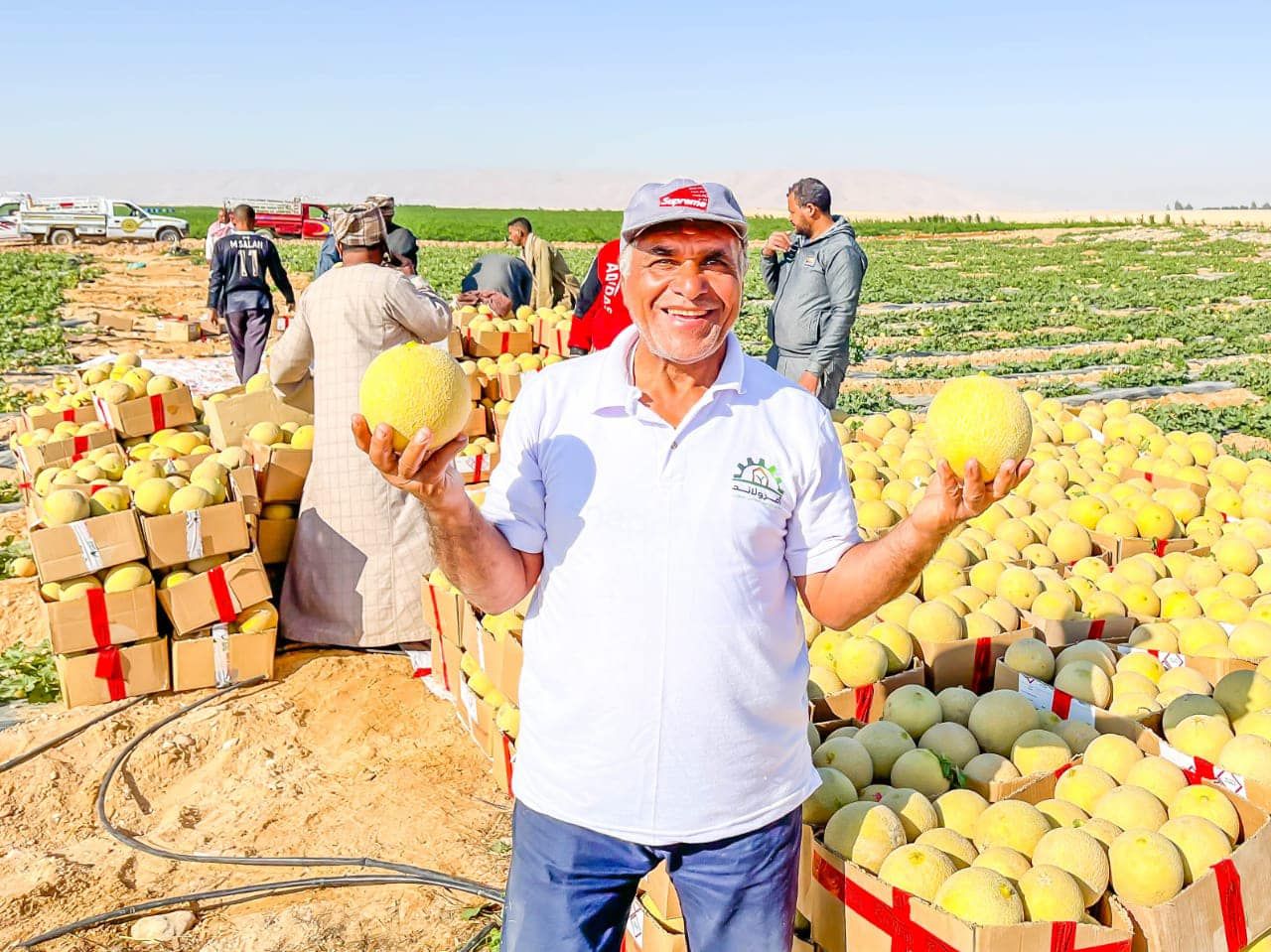 فرحة حصاد الكنتالوب فى مزارع غرب الأقصر فرحة حصاد الكنتالوب فى مزارع غرب الأقصر
