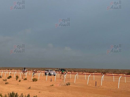 سباق-الهجن-فى-العلمين سباق-الهجن-فى-العلمين