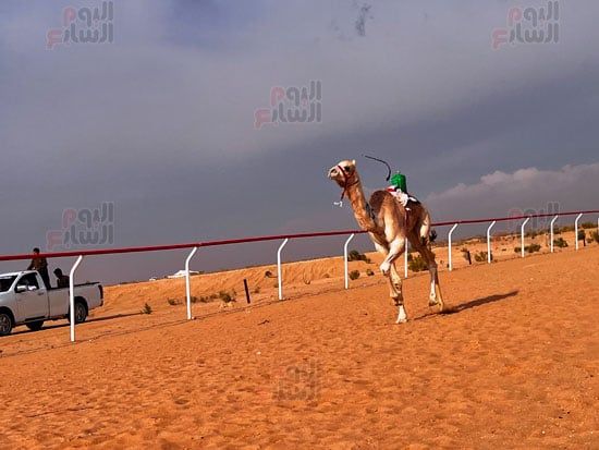 تنافس-الهجن-على-خط-النهاية-في-سباق-العلمين تنافس-الهجن-على-خط-النهاية-في-سباق-العلمين