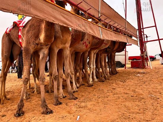 بدء-السباق بدء-السباق