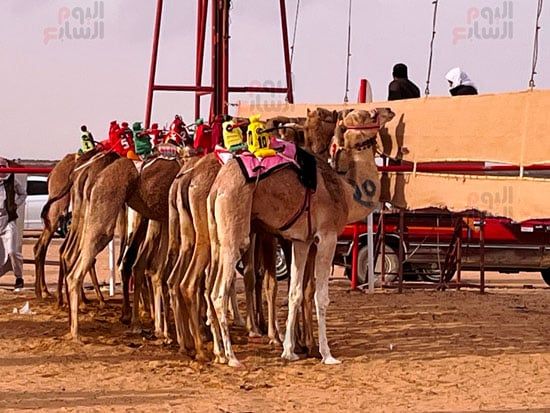 الهجن-تستعد-للسباق الهجن-تستعد-للسباق