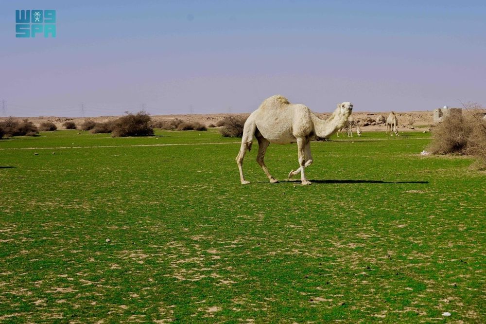 الإبل في فياض غرب رفحاء.. لوحة جمالية تجمع الطبيعة والتراث - واس
