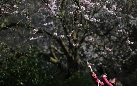 الربيع فى بريطانيا (2) الربيع فى بريطانيا (2)