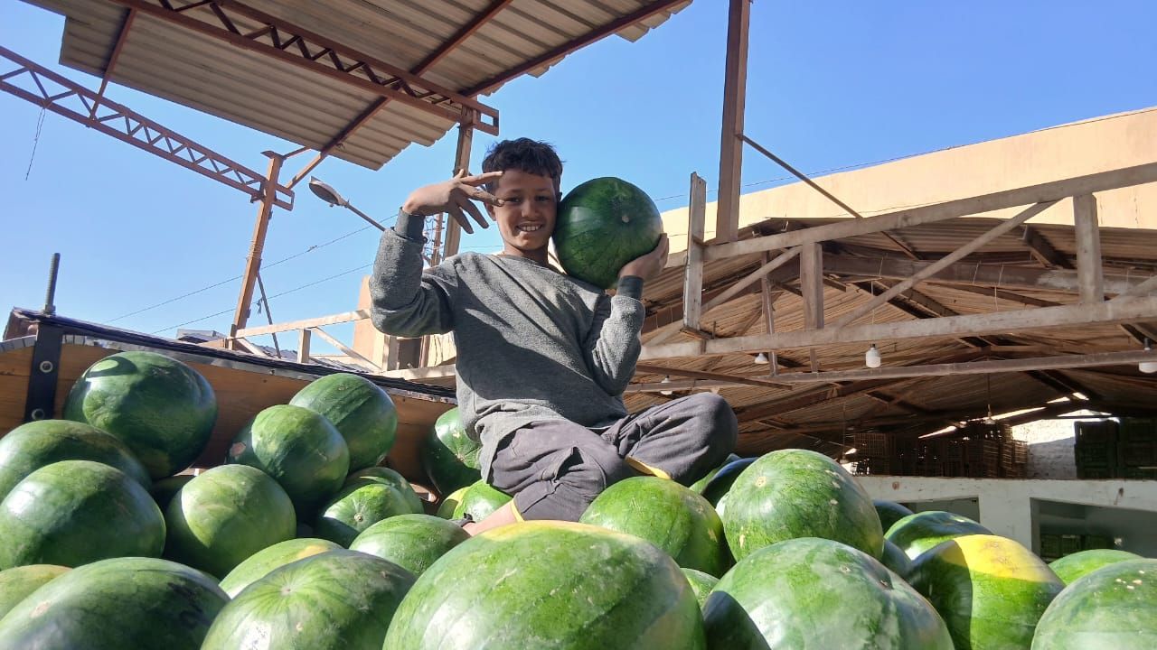 بطيخ بشادر مدينة قنا بطيخ بشادر مدينة قنا