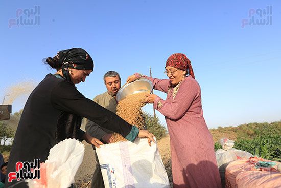 حصاد القمح (6) حصاد القمح (6)