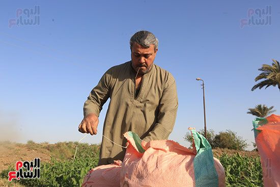 حصاد القمح (16) حصاد القمح (16)