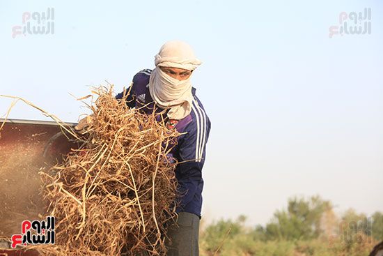حصاد القمح (4) حصاد القمح (4)