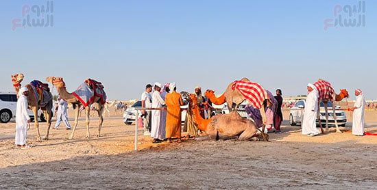 خلال-الدهان-للهجن خلال-الدهان-للهجن