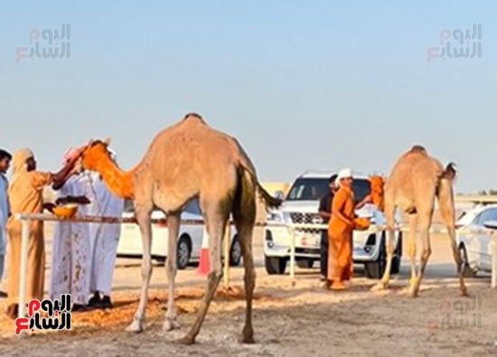 الدهان-للزعفران-صغير الدهان-للزعفران-صغير