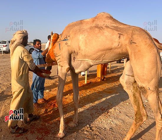 جانب-من-دهان-الهجن جانب-من-دهان-الهجن