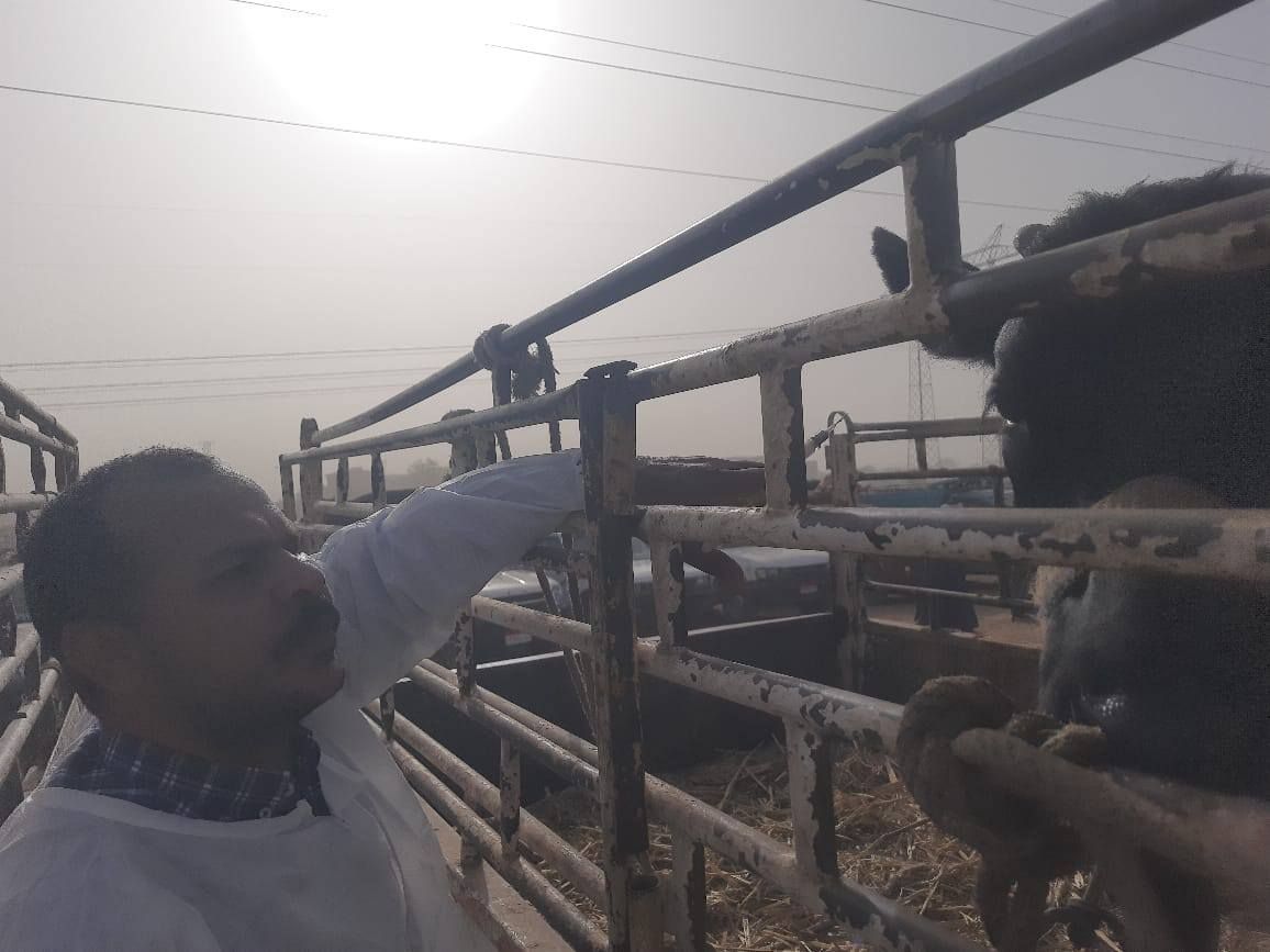 لجان من الطب البيطرى تفحص وتحصن العجول والأبقار في الأسواق لجان من الطب البيطرى تفحص وتحصن العجول والأبقار في الأسواق