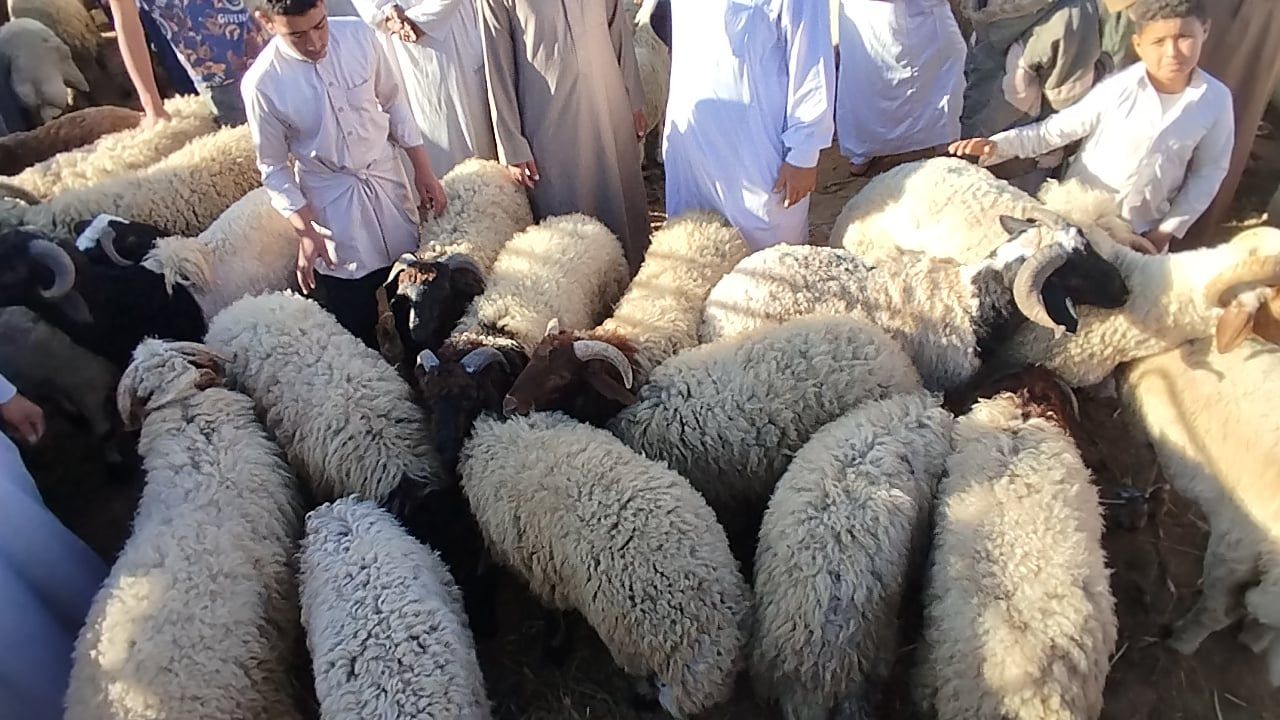 الأغنام في أسواق الإسكندرية الأغنام في أسواق الإسكندرية
