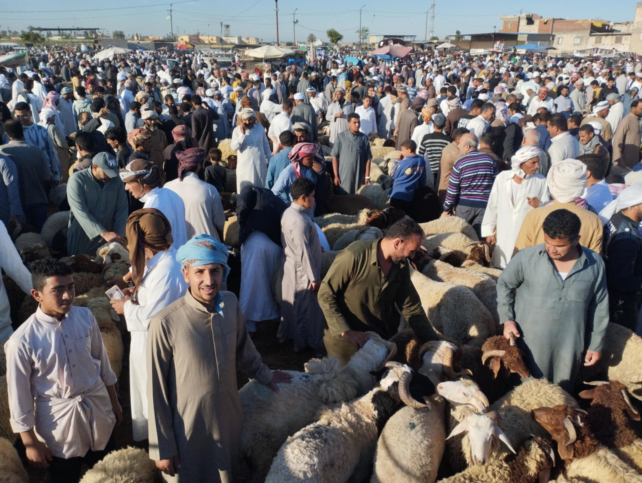 سوق الأغنام في الإسكندرية سوق الأغنام في الإسكندرية