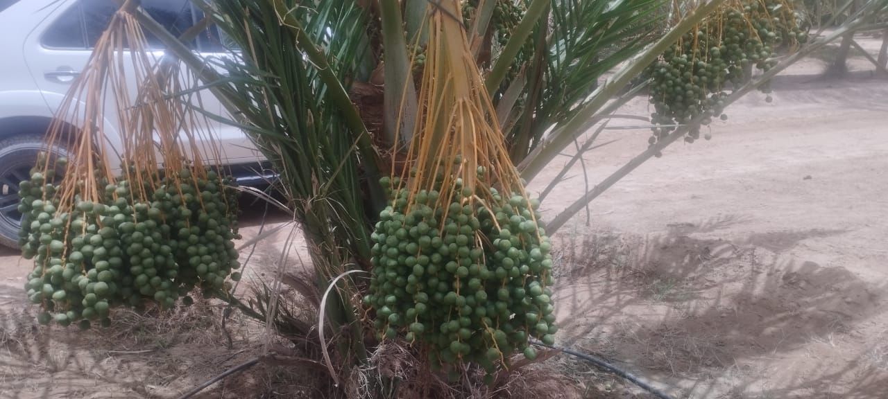 النخيل المجدول يغزو صحراء المنيا النخيل المجدول يغزو صحراء المنيا
