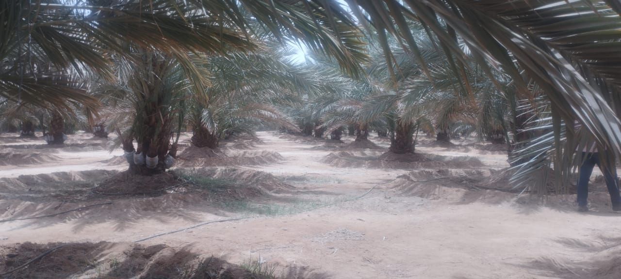 النخيل المجدول النخيل المجدول