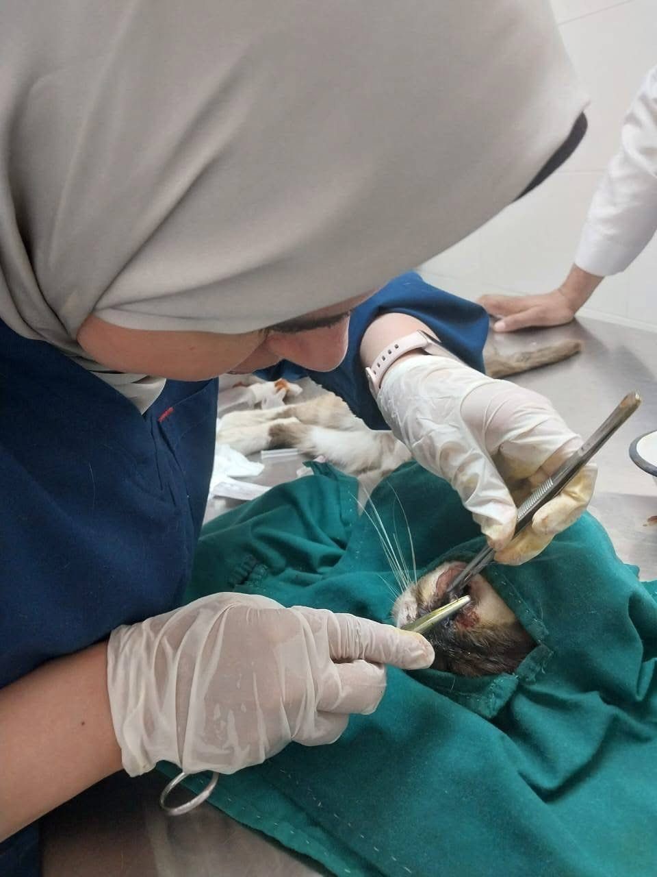 جانب من اجراء الجراحة جانب من اجراء الجراحة