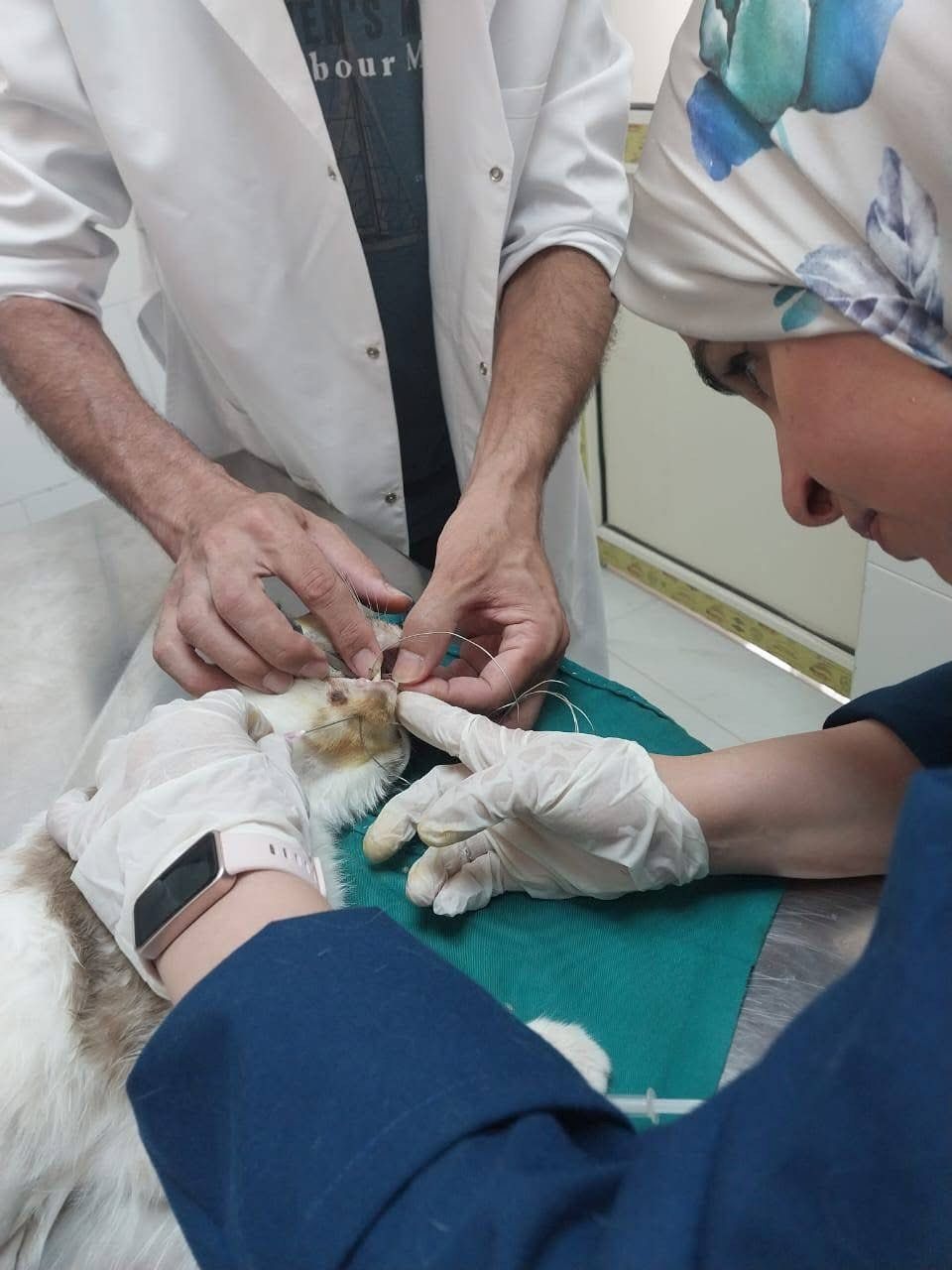 جراحة للقط جراحة للقط
