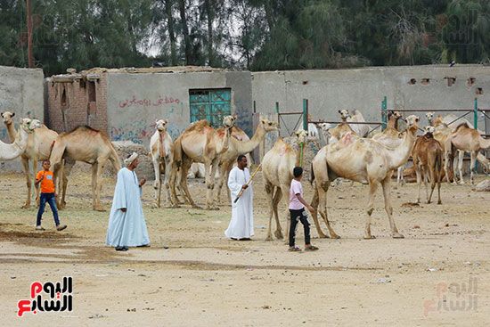 سوق برقاش سوق برقاش