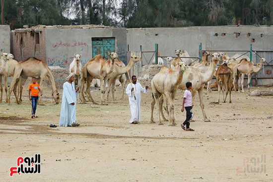 سوق الجمال سوق الجمال