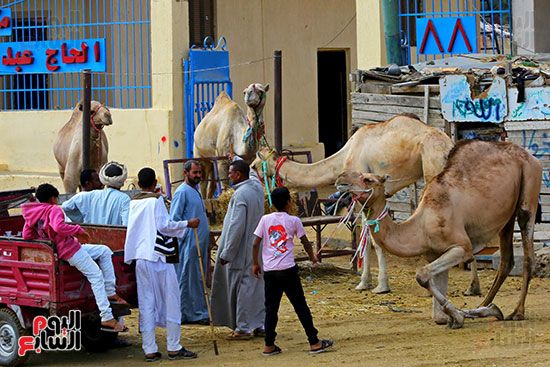 إقبالًا واسعًا من المواطنين والتجار داخل سوق برقاش للجمال إقبالًا واسعًا من المواطنين والتجار داخل سوق برقاش للجمال