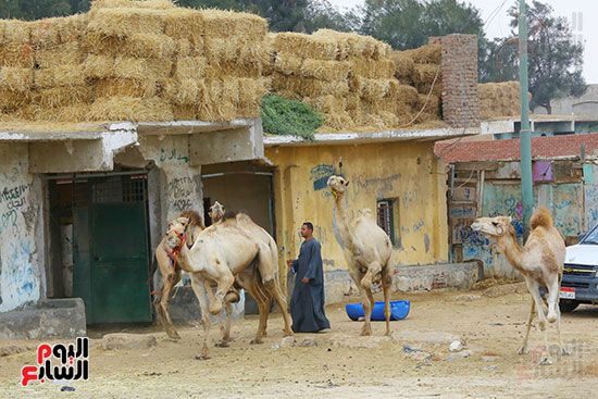عرف كل حاجة عن الجمل من داخل أكبر وأقدم أسواقه عرف كل حاجة عن الجمل من داخل أكبر وأقدم أسواقه