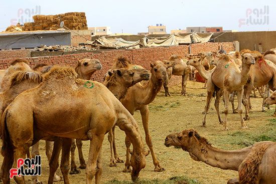 الجمل فى سوق برقاش الجمل فى سوق برقاش