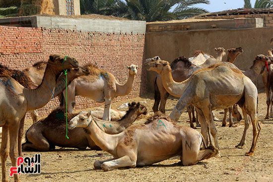 سوق برقاش للجمال سوق برقاش للجمال