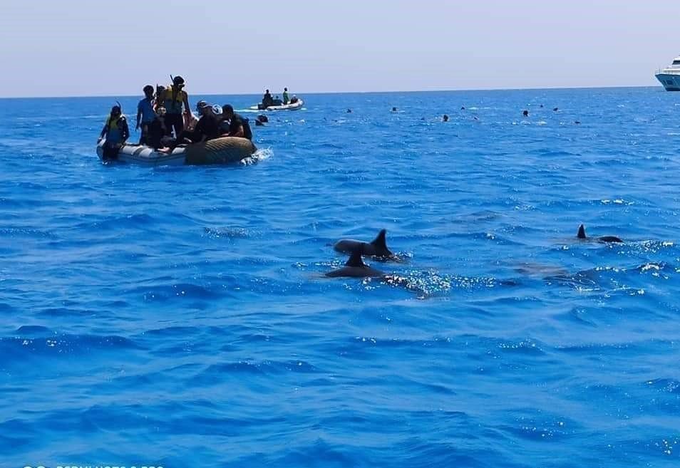 السباحة مع الدلافين بمرسي علم السباحة مع الدلافين بمرسي علم