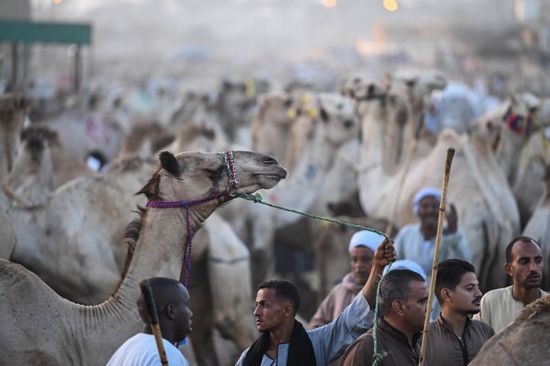 سوق برقاش (12) سوق برقاش (12)